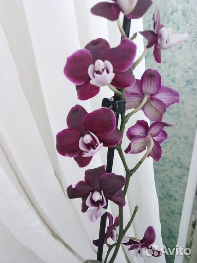 Орхидея каода