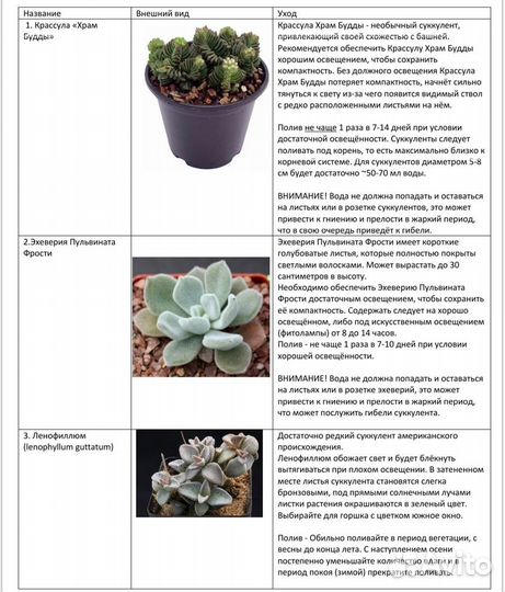 Набор суккулентов. С корнями. 6 видов растений