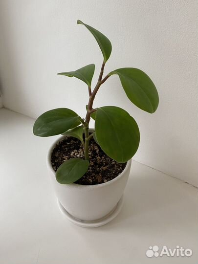 Пеперомия туполистная