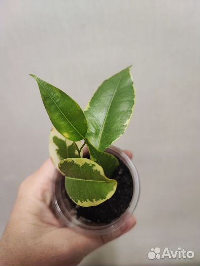 Фикусы сортовые часть 1