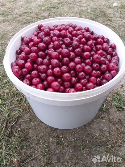 Вишня