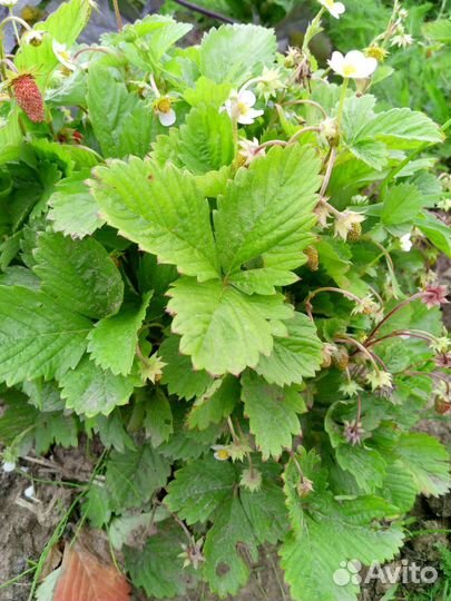 Клубника 