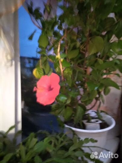 Комнатные растения