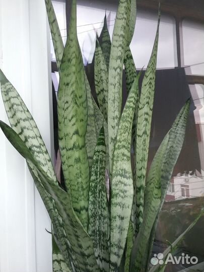 Веселый каланхое В вашем доме