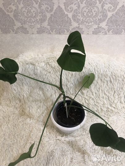 Аглонема 1400