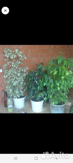 Фикусы бенджамина