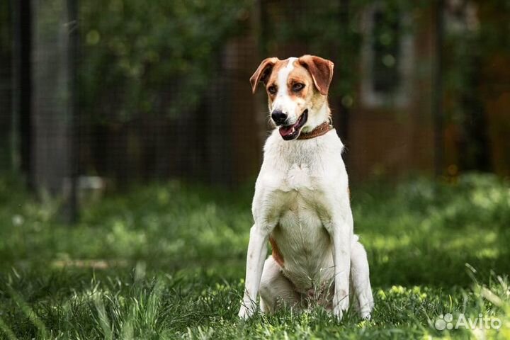 Отличный пес Рей ищет дом