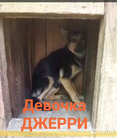 Метис овчарки Девочка Джерри ищет дом