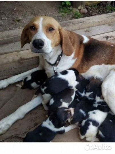 Русская гончая