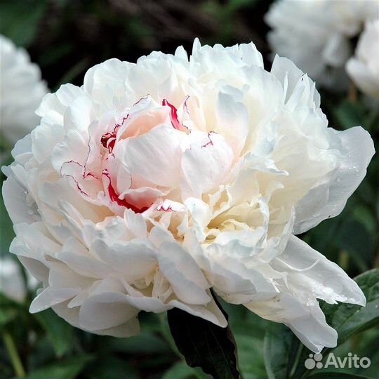 Корни пионов, ирисы, лилии, флоксы, цветы