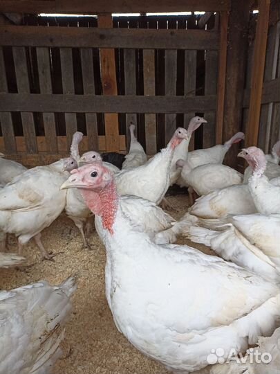 Индюшата цыплята