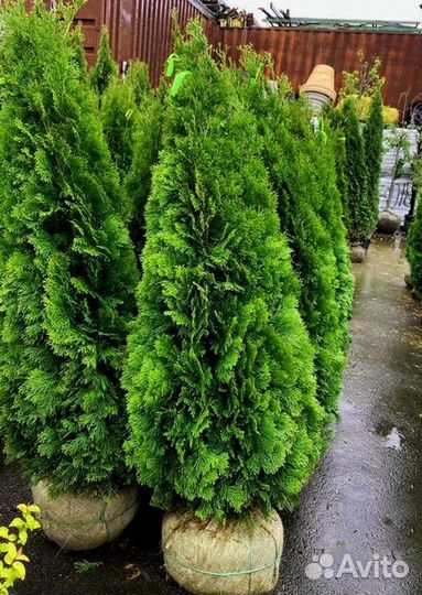 Туя оптом