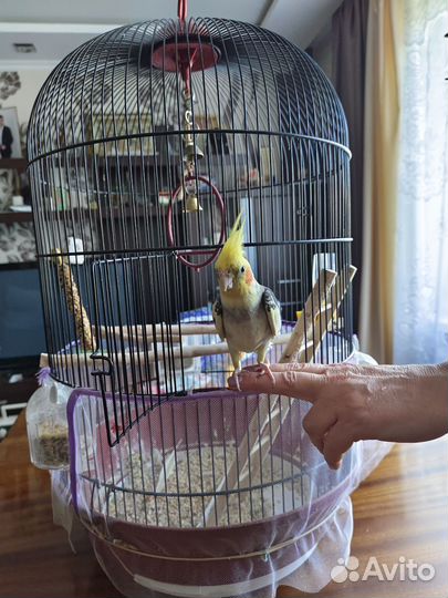 Попугай корелла с клеткой