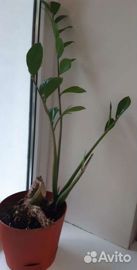 Замиокулькас