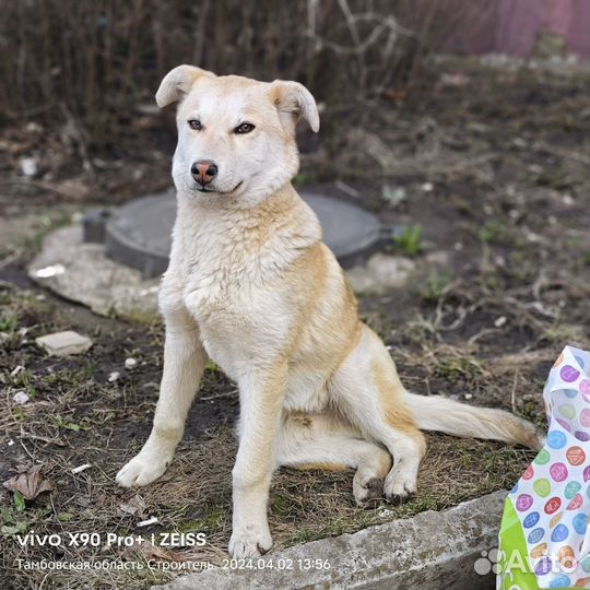 Щенок подросток Малыш в поисках дома