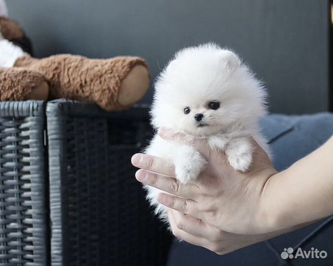 Экскюзивная мальчик и девочка померанского шпица