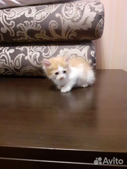 Котёнок
