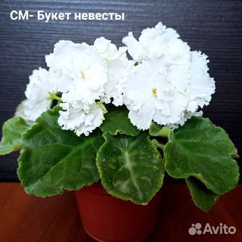 Детки сортовых фиалок