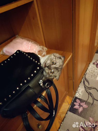 Кошка чисто кровная шотландец