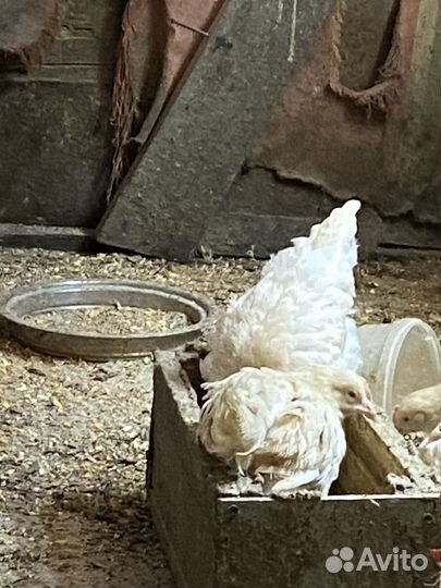 Куры несушки домашние