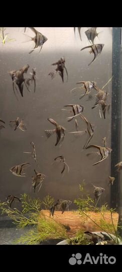 Рыбки скалярии вуалевые