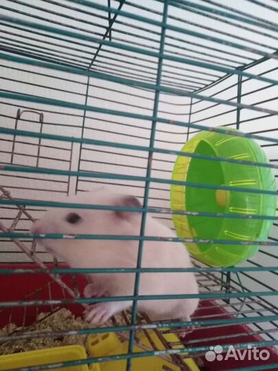 Сирийский хомяк бесплатно