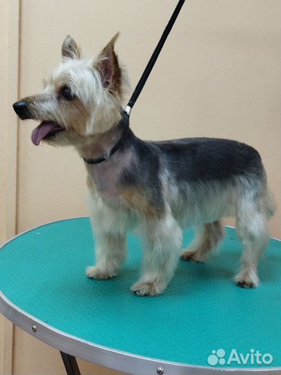 Груминг собак