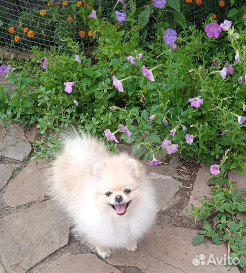 Померанский шпиц