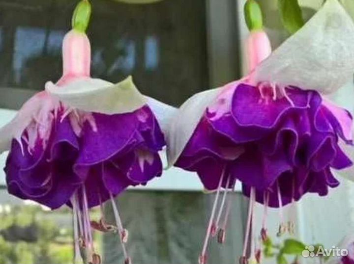 Фуксии сортовые