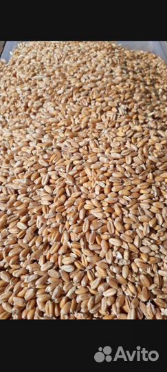 Семена озимой пшеницы