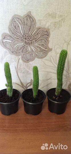 Кактусы детки