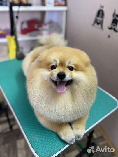 Стрижка собак, кошек