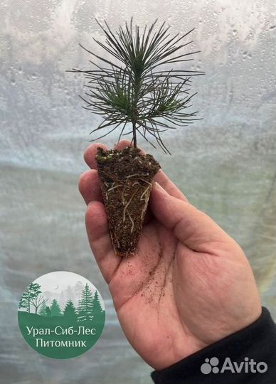 Зкс и окс Сосна Ель Лиственница сеянцы Голуб горн