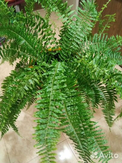 Папоротник комнатный волнистый и прямой