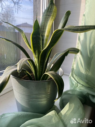 Комнатные цветы