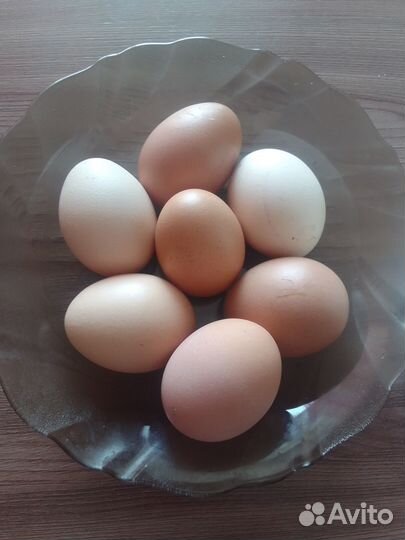 Домашние куриные яйца