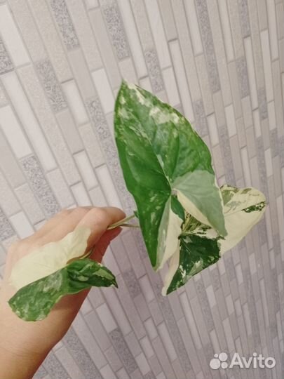 Сингониум imperial вайт