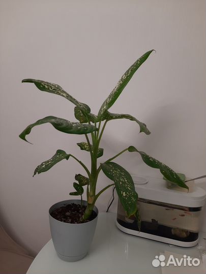 Диффенбахия, растение для интерьера