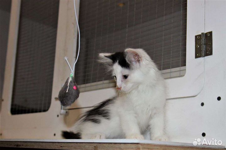 Котёнок мальчик