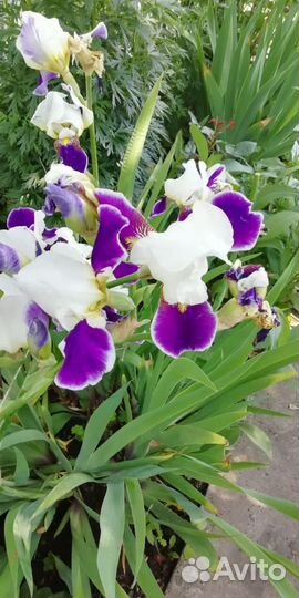 Многолетние цветы саженцы