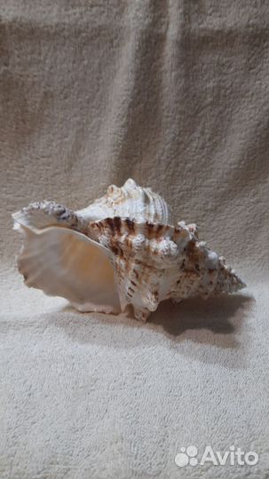 Морская ракушка раковина большая