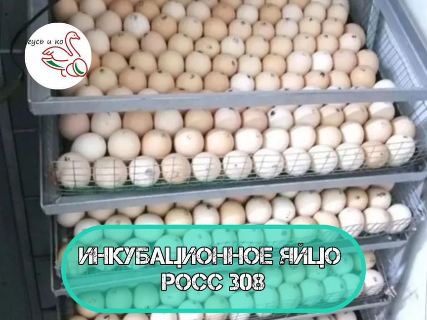 Инкубационное яйцо росс 308