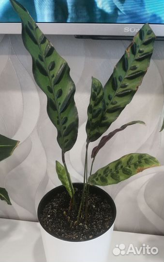 Комнатные растения