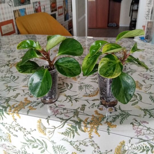 Пеперомия Грин Голд