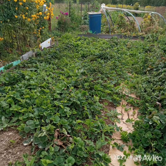 Рассада клубники Сорт Гигантелла