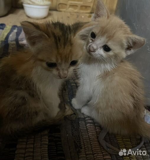 Кошка в дар бесплатно