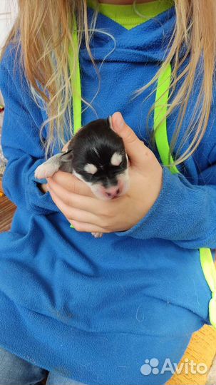 Резервирование щенков сибирский хаски