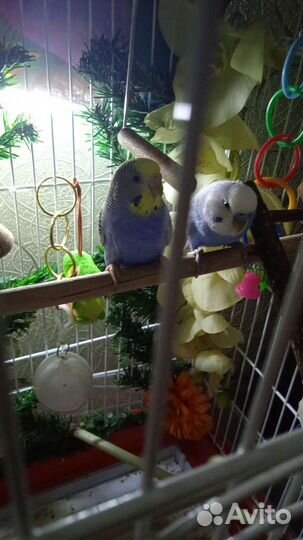 Волнистые попугаи с клеткой