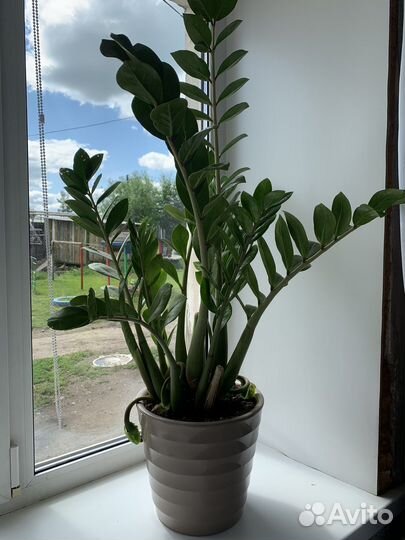 Замиокулькас