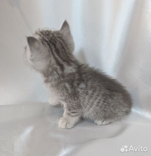 Британский котенок